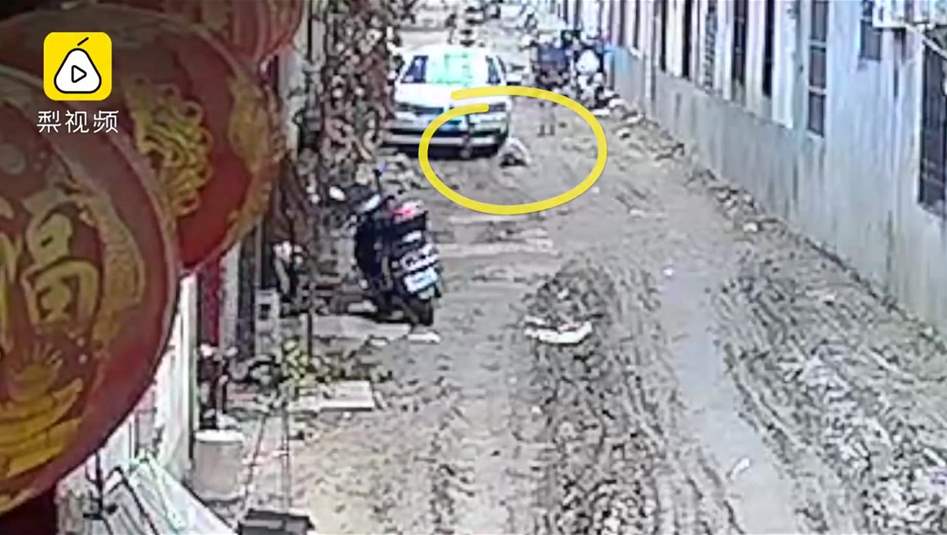 بالفيديو: في حادثة مأساوية... جدّ يسحق حفيدته تحت عجلات السيارة!