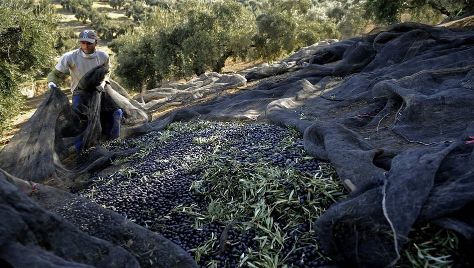 الجفاف في اسبانيا يرفع الأسعار العالمية لزيت الزيتون‎‎