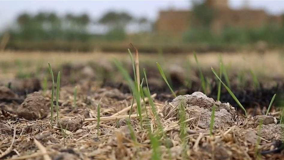الديوانية.. منع زراعة العنبر تسبب خسائر مالية للمزارعين 