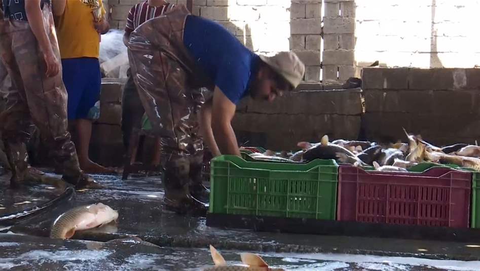 اسعار الاسماك في ارتفاع مستمر والباعة يكشفون الاسباب
