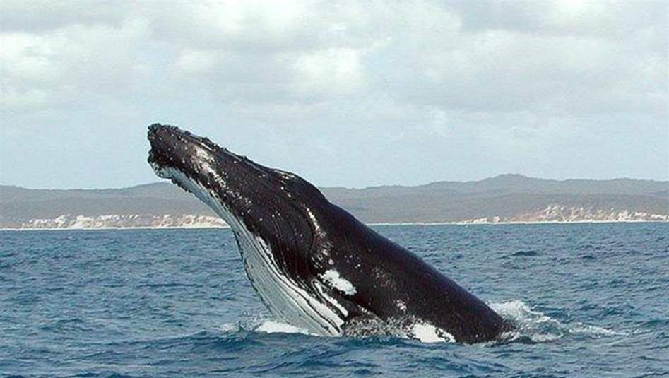العلماء يتمكنون من اجراء أول محادثة مع الحيتان الحدباء 