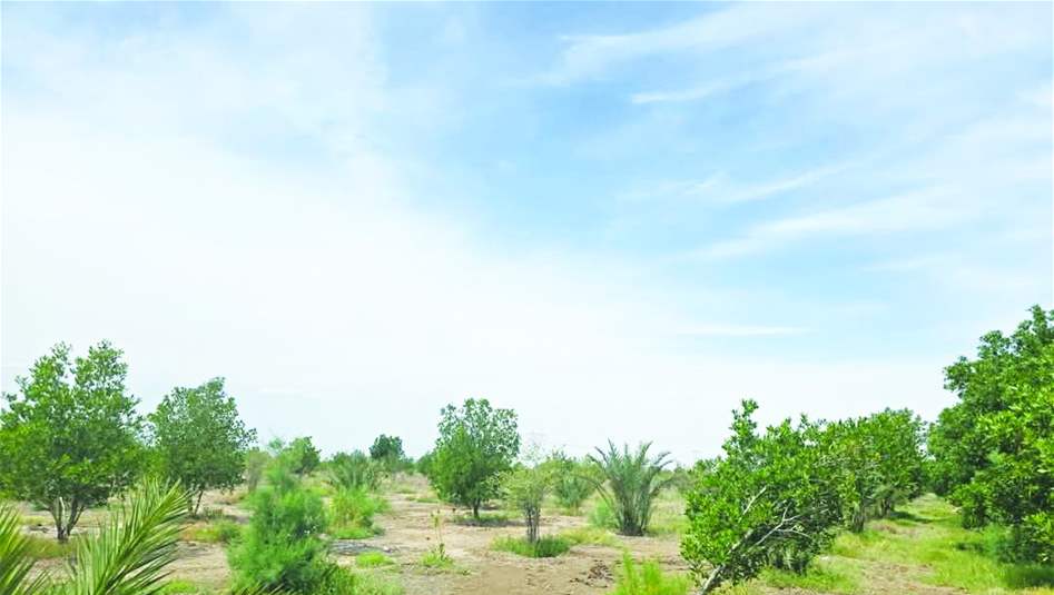 البدء بأولى خطوات مشروع الحزام الأخضر لمدينة العمارة