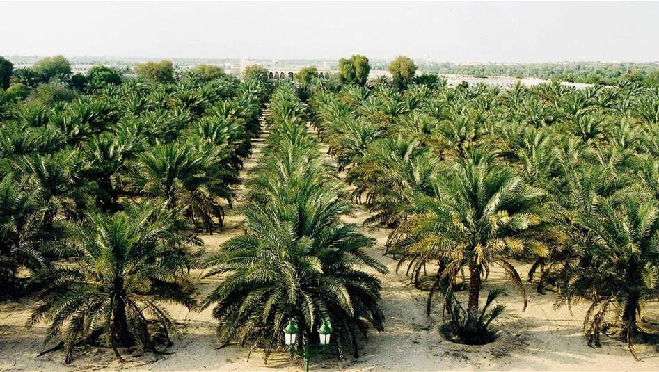 من أجل اكتفاء ذاتي... مساع لتطوير واقع الاستثمار الزراعي في البلاد 