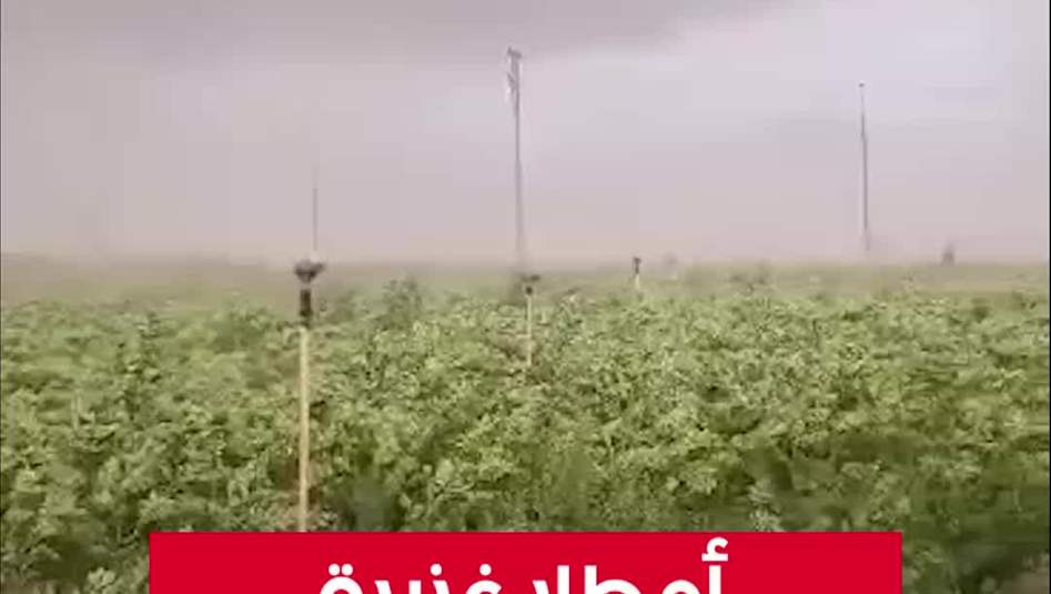 أمطار غزيرة تسقي خضار مدينة الموصل بمحافظة نينوى  