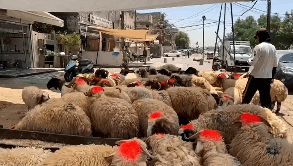   تراجع في الاقبال على شراء "أضاحي" العيد بسبب الحمى النزفية وغلاء الأسعار!  