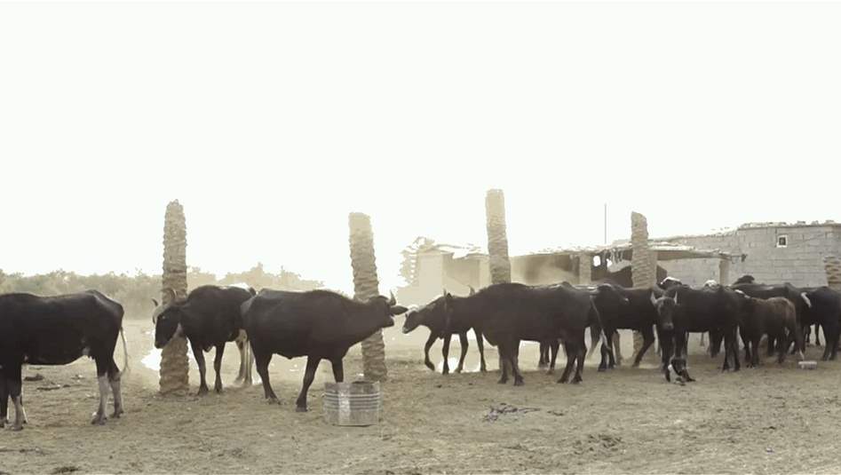 كربلاء... تخوف شعبي من تفشي الحمى النزفية جراء الذبح العشوائي