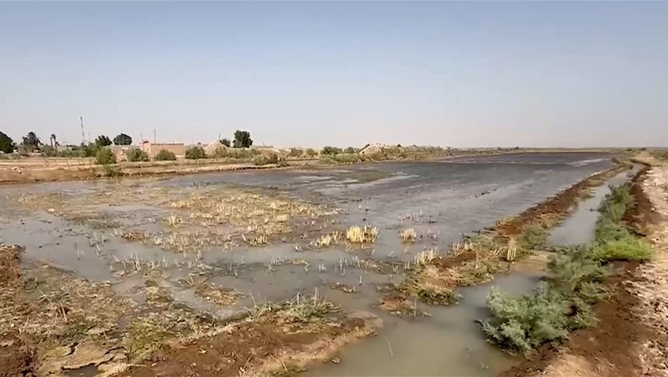 في ميسان.. قرار منع زراعة الشلب الصيفي يُثير ردود فعل غاضبة!