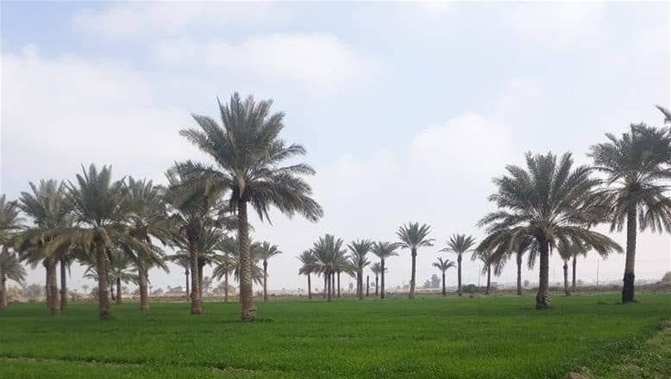 بدء إجراءات تحويل 7 مناطق زراعية في بغداد الى سكنية