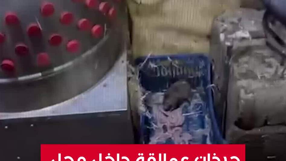 بالفيديو.. جرذان عملاقة" داخل محل لبيع الدجاج الحي