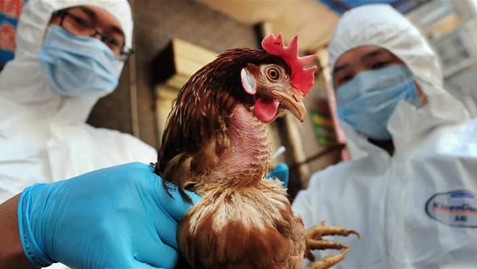 محافظة نينوى تُعلن خلوها من إنفلونزا الطيور