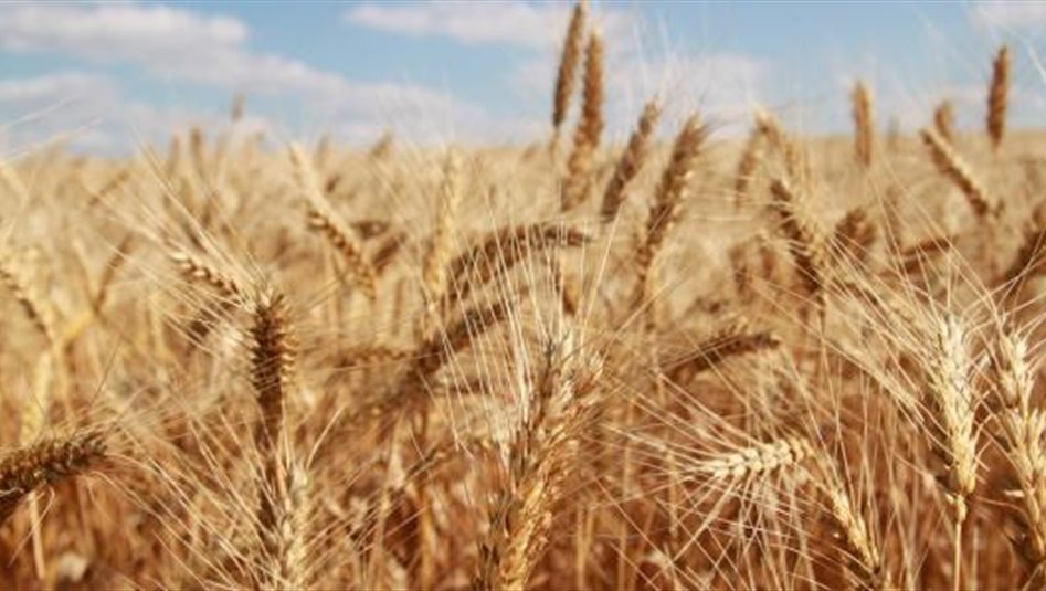 العراق على رأس قائمة العرب.. من هم أكبر منتجي الشعير في العالم؟