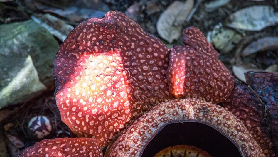 العثور على أندر &quot;زهرة&quot; في العالم