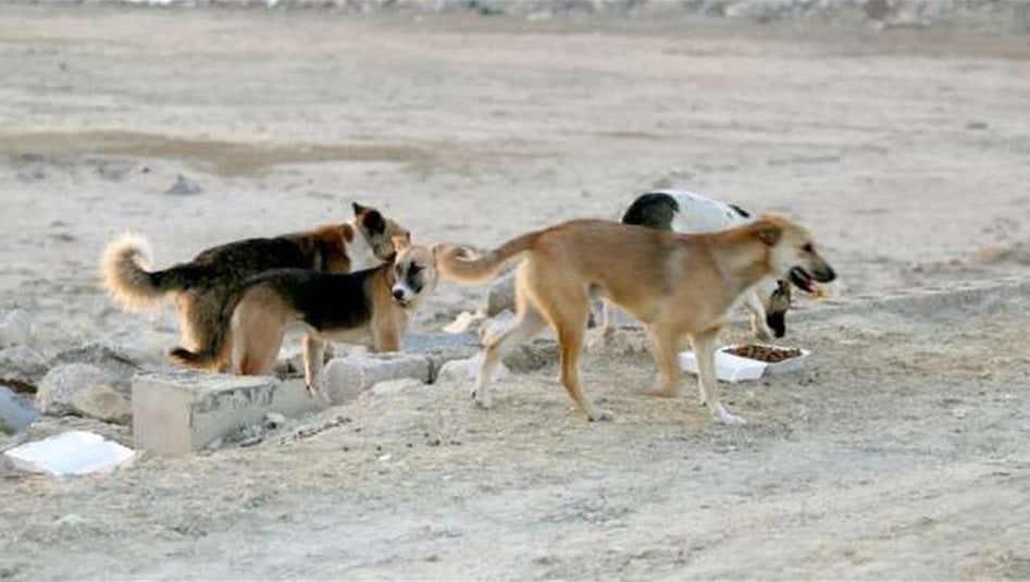 في بغداد.. كلب مسعور يعض طفلا ويرميه في الأرض 