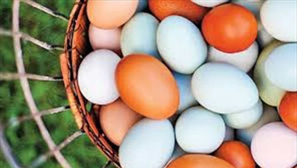 الزراعة تكشف الفرق بين البيض "الأبيض" عن "الأحمر" وسبب اختلاف اسعارهما