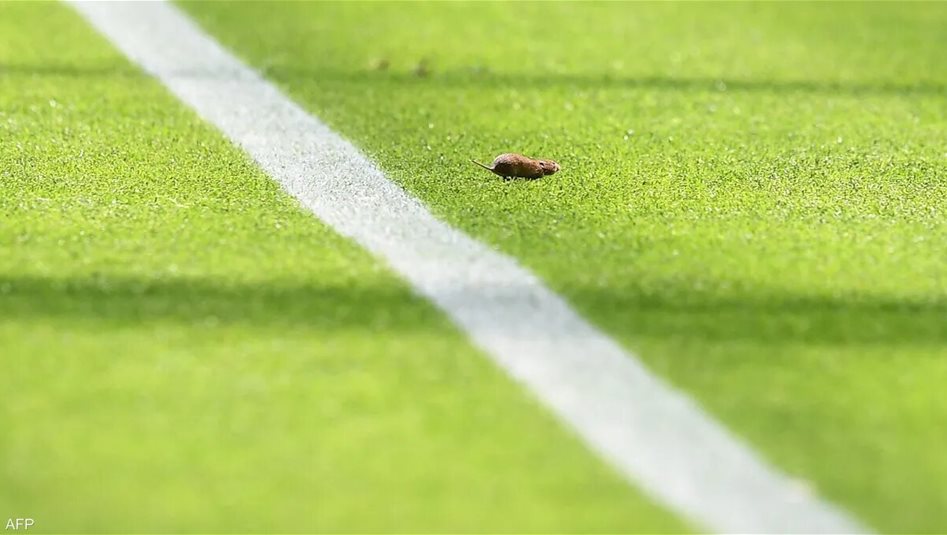 برشلونة في مرمى السخرية بسبب فأر 