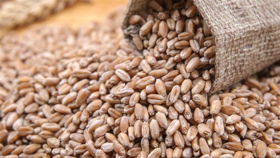 أسعار القمح عند أعلى مستوى لها خلال 7 أشهر