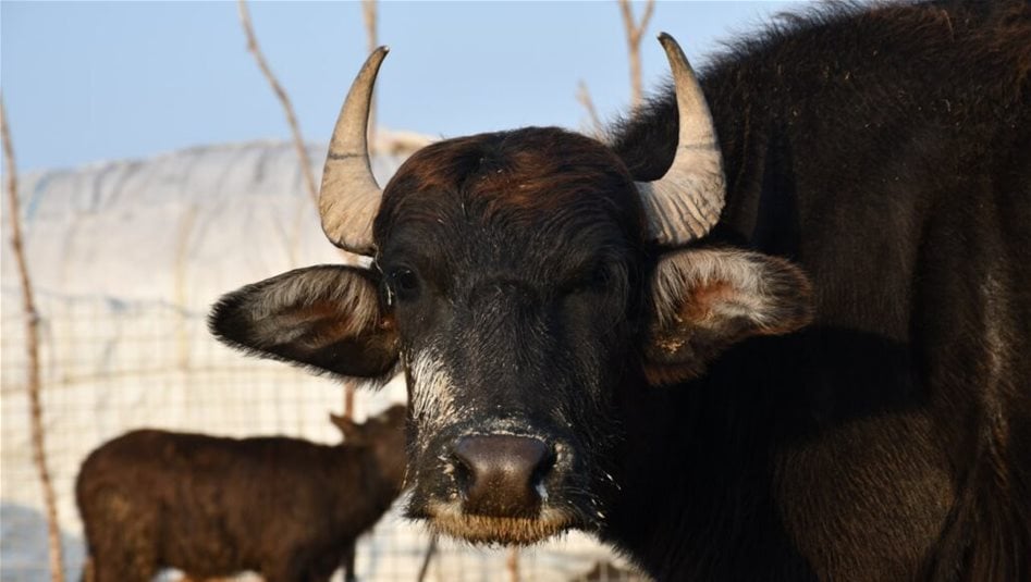 تعرف على سعر الثور المستورد الى العراق مع تكاليف نقله