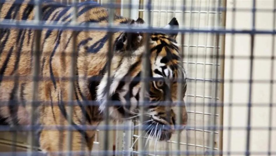 نفوق النمر الذي هاجم الفتى في حديقة الزوراء 