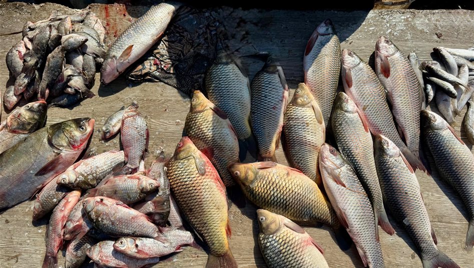 العراق – كارثة بيئية في نهر ديالى: نفوق آلاف الأطنان من الأسماك وموجة تلوث تضرب المحافظات