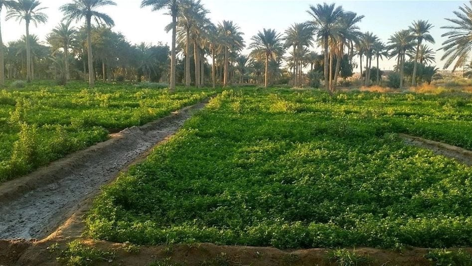 صلاح الدين تنافس في منتجاتها الزراعية.. فيديو