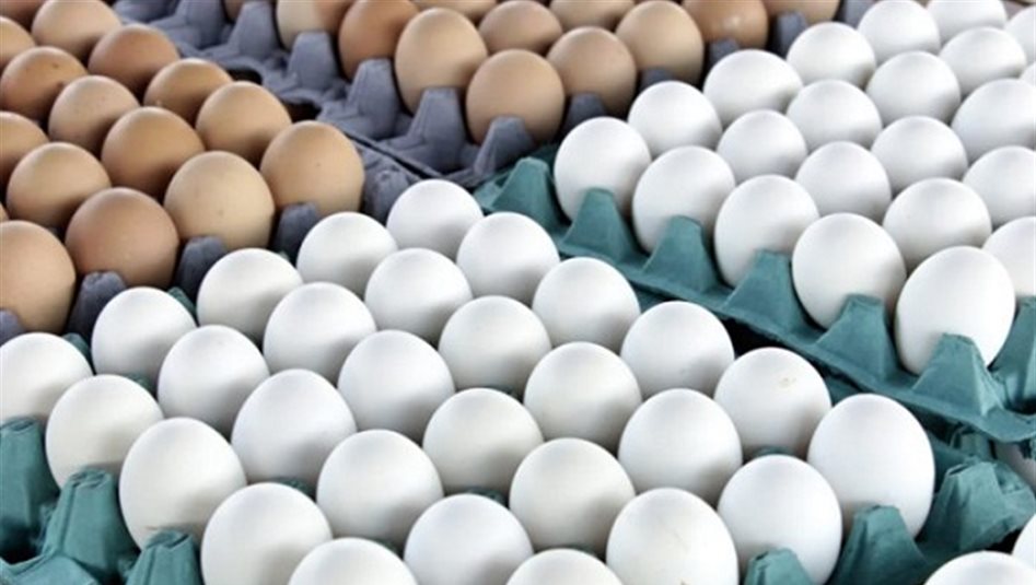 تحرك بعد ارتفاع اسعار البيض في العراق 