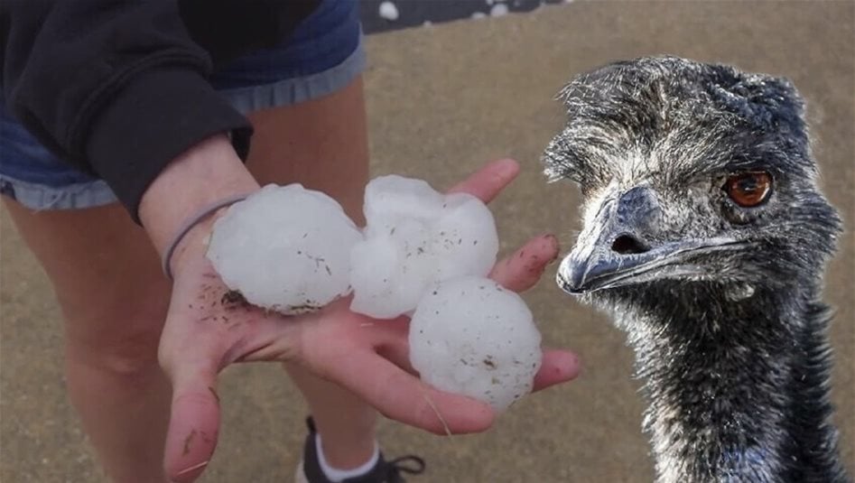 كارثة من السماء.. برد بحجم كرة البيسبول يدمر سيارات ويقتل "إيمو"