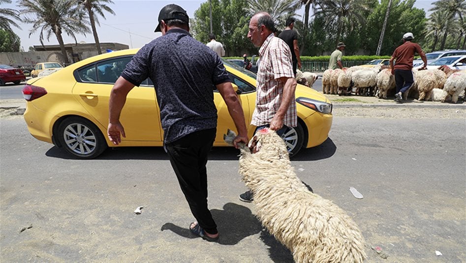 تعرف على شروط شراء الاضاحي الخاصة بالعيد 