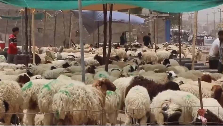 استنفار في البصرة لمواجهة الحمى النزفية... حملات موسعة مع اقتراب عيد الأضحى!