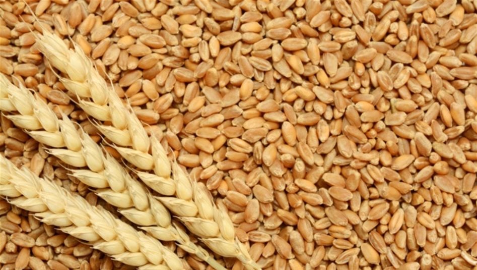 العراق يطمح لحصاد 5 ملايين طن من القمح وعينه على الاكتفاء الذاتي 