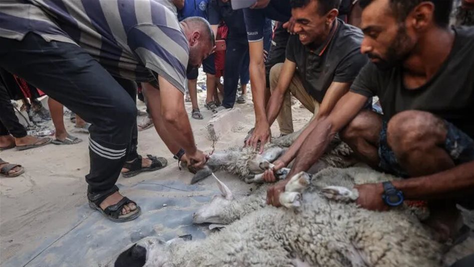 لتجنب إصابات العيد.. نصائح مهمة أثناء ذبح الأضاحي