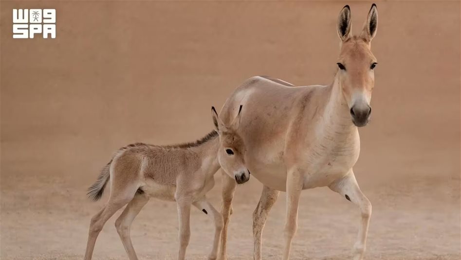 Suudi Arabistan’da 100 yıl sonra ilk Asya yaban eşeği doğdu