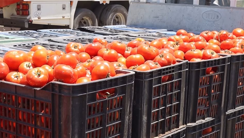 بالفيديو: أسعار طماطم الدجيل "بفلس ونص"