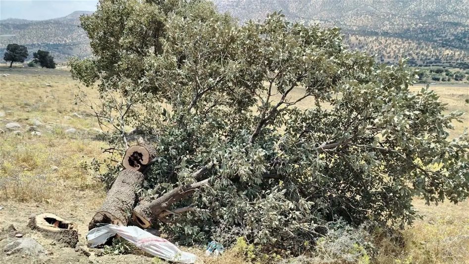 العراق – تلاحق الشرطة رجلاً قطع شجرة عمرها 300 عام في السليمانية العراق – تلاحق الشرطة رجلاً قطع شجرة عمرها 300 عام في السليمانية