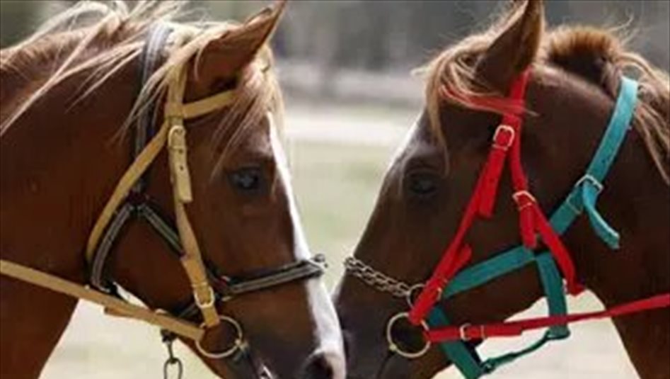 إحصائية بعدد الخيول المسجلة في العراق