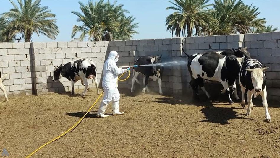 Kürdistan Bölgesi'nde yeni Kırım Kongo kanamalı ateşi vakası