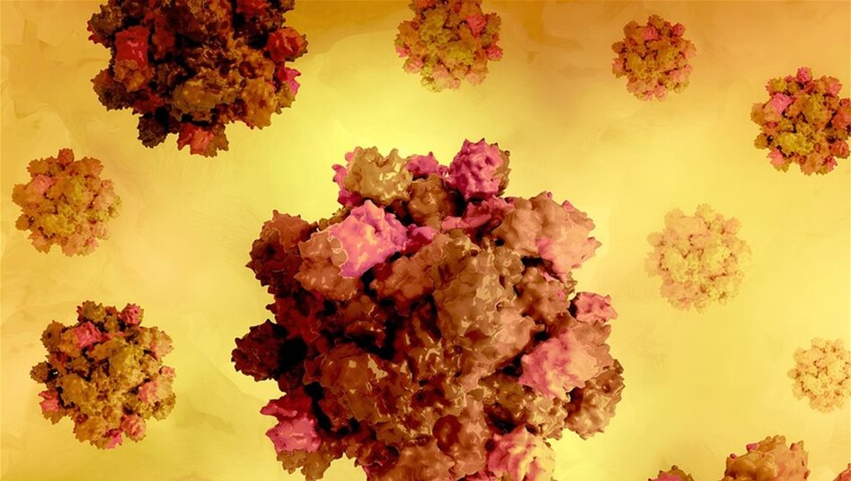 Study identifies biological mechanism behind severe hepatitis E in pregnancy