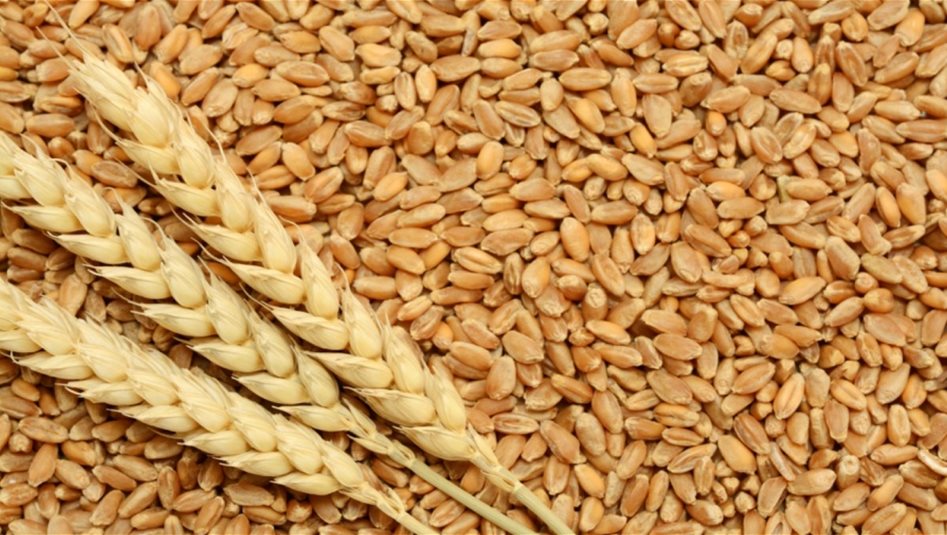 ارتفاع أسعار الغذاء عالميا