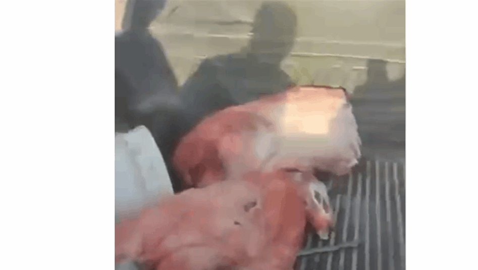 "بيع لحم الخنزير ليس جريمة بالقانون".. خبير قانوني يثير الجدل