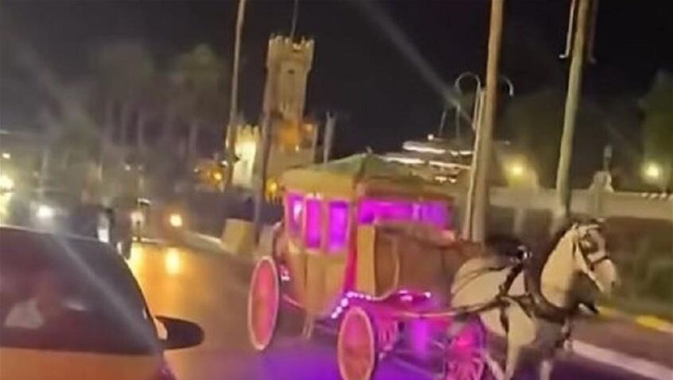 حصان يهرب بعروسين وينقلب في مشهد غير متوقع