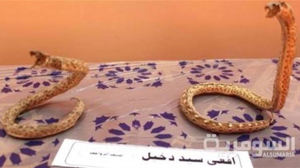 صحة ذي قار: الترياق الايراني المضاد للدغات أفعى سيد دخيل اثبت فعاليته 100%