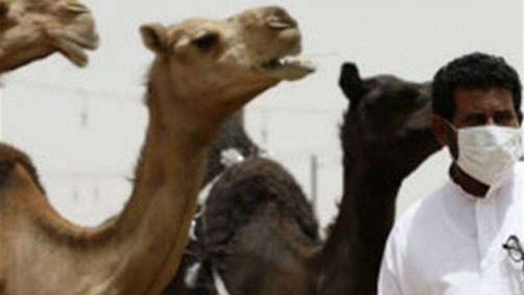 سعوديون يقبّلون جمالهم متحدين خطر الكورونا