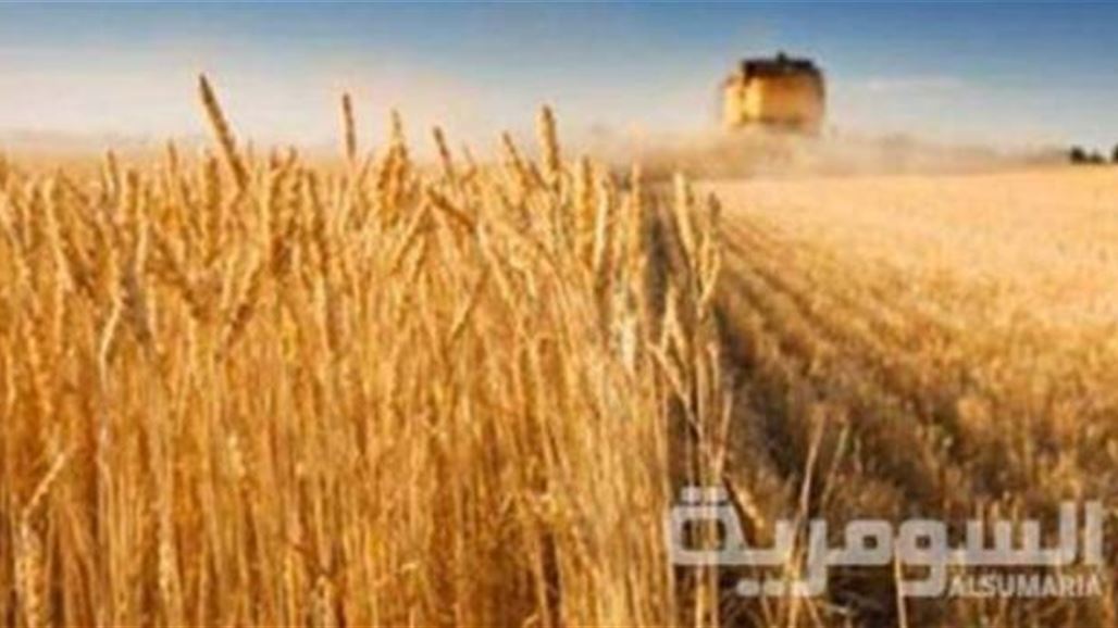 نينوى تباشر باستلام 53 ألف طن من الشعير الاسود