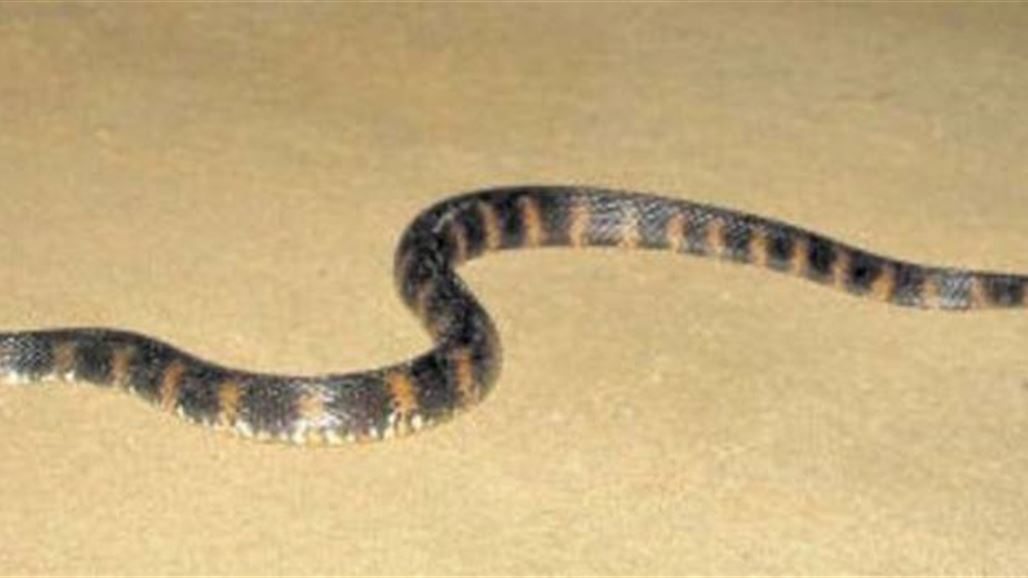 لجنة بيئة ديالى: بروز أفاع سامة تهدد حياة سكان حي الفقراء ببعقوبة