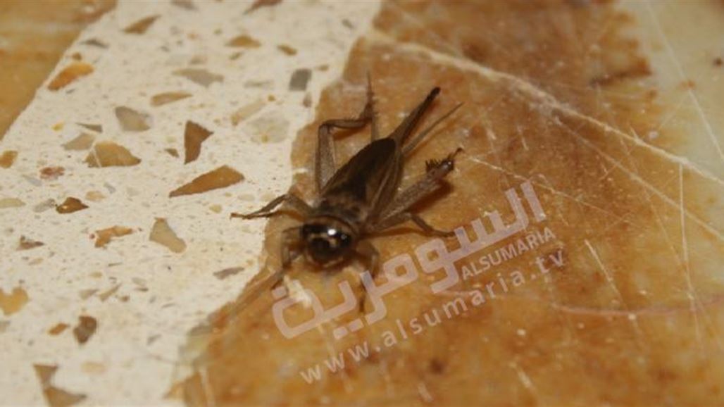 الصراصير الطائرة تغزو البصرة وتثير استياء الأهالي وسط مطالبات بمكافحتها