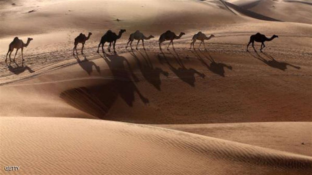 غوغل تغزو الصحراء العربية على ظهر جمل