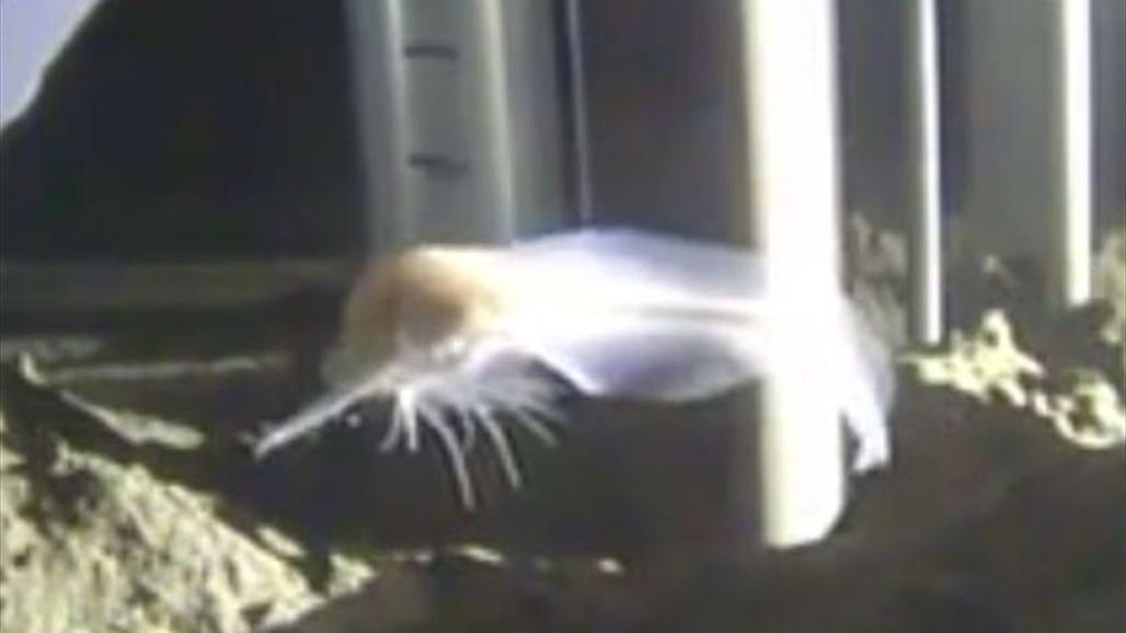 اكتشاف سمكة مدهشة في أعماق المحيط الهادئ