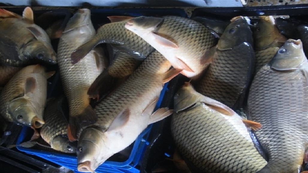 الزراعة: اطلاق اكثر من 26 مليون اصبعية لسمك الكارب بالاهوار والمسطحات المائية