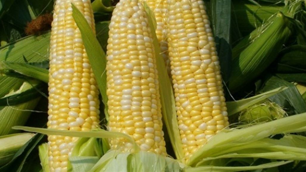 بابل تستأنف غداً تسلم محصول الذرة الصفراء عبر منافذها التسويقية