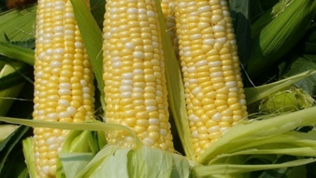 زراعة بابل توقف تسلم الذرة الصفراء بسبب محدودية استيعاب المعامل