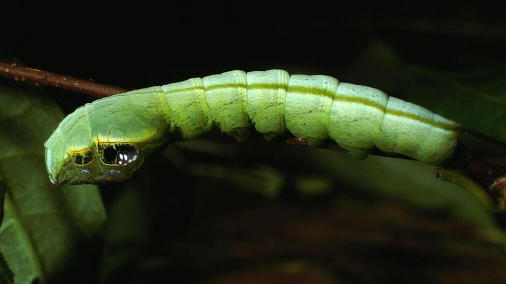 هذه ليست أفعى!